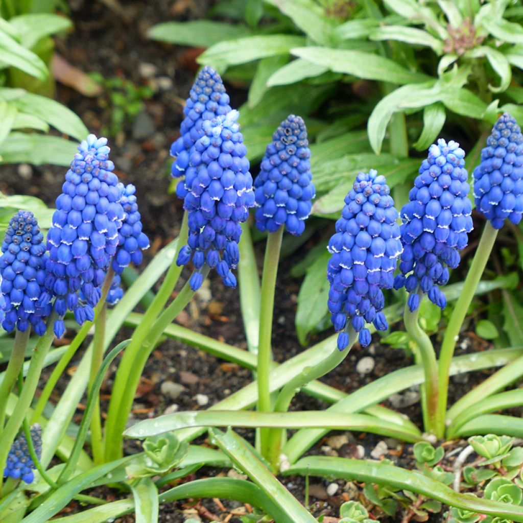 Muscari Lindsay - Blauwe druifjes