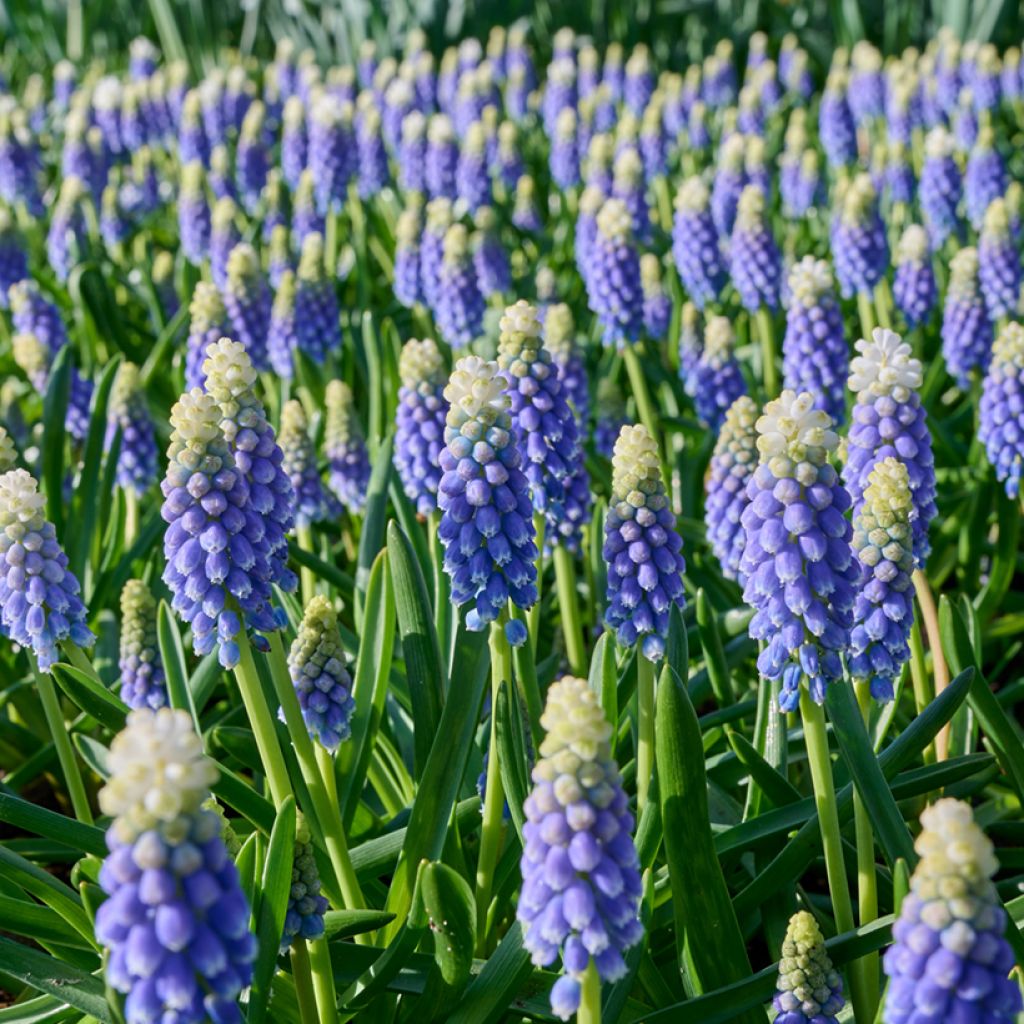 Muscari Touch of Snow - Blauwe druifjes