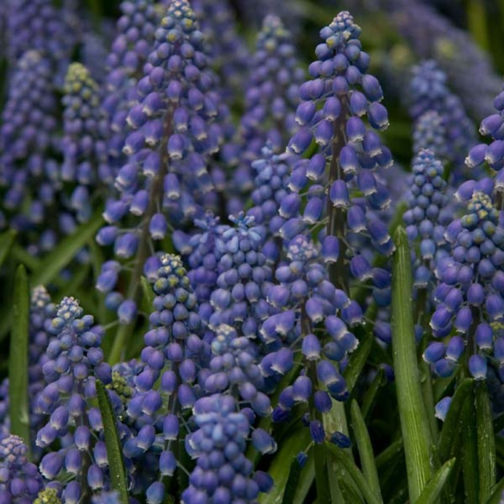 Muscari armeniacum - Blauwe druifjes