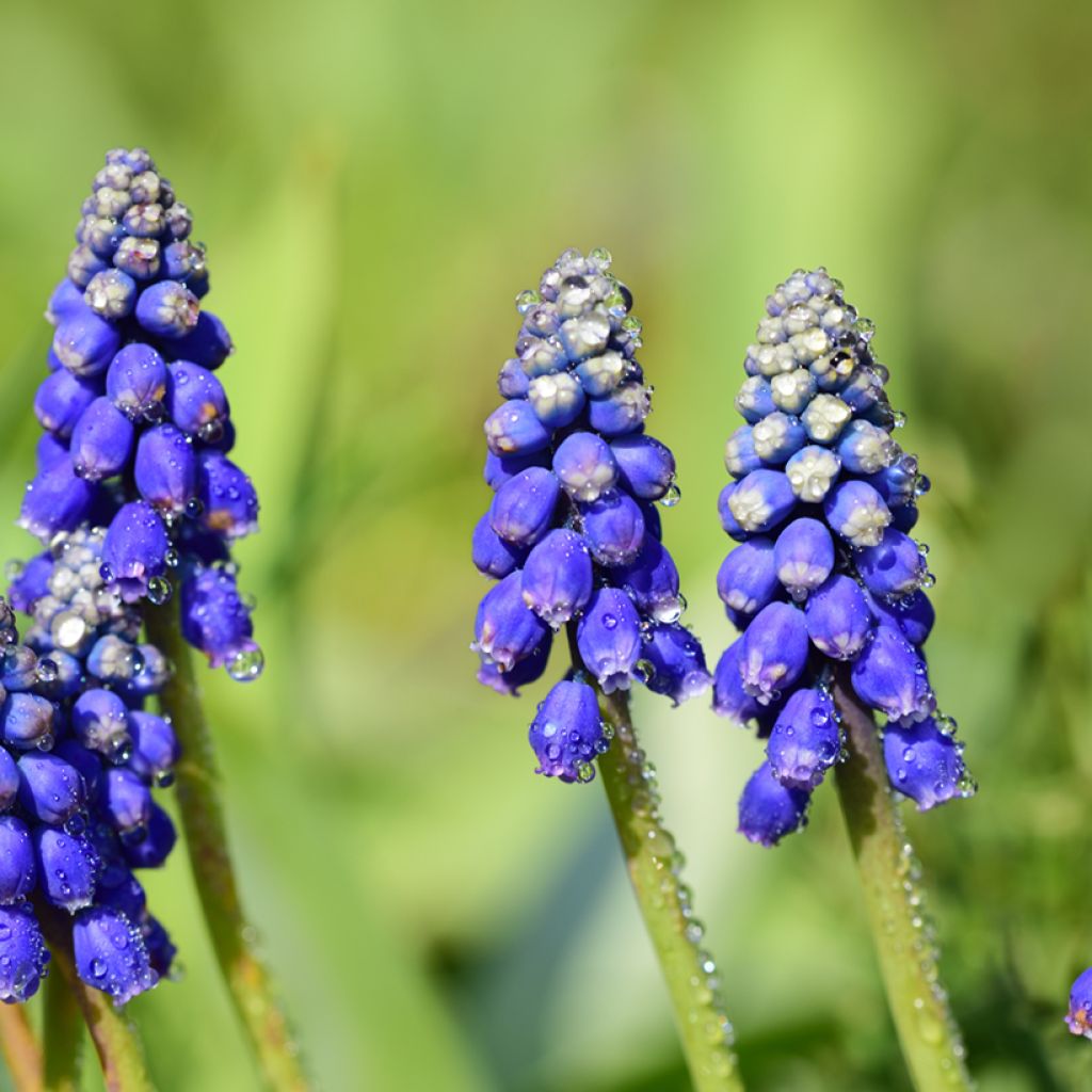 Muscari armeniacum Bling Bling - Blauwe druifjes