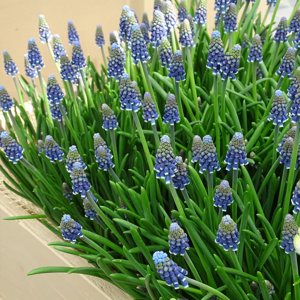 Muscari armeniacum - Blauwe druifjes