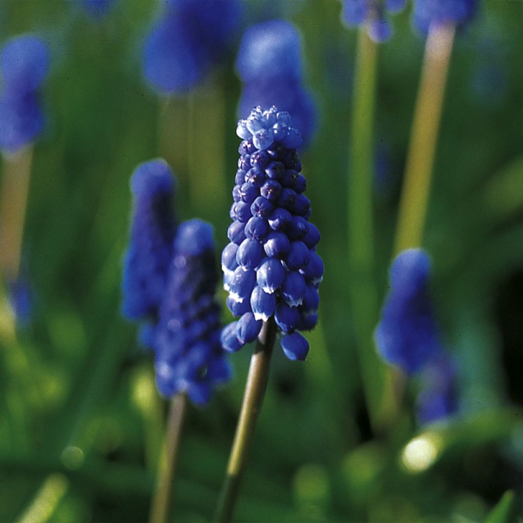 Muscari botryoides Superstar - Blauwe druifjes