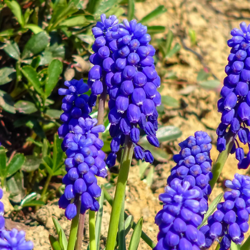 Muscari botryoides - Blauwe druifjes