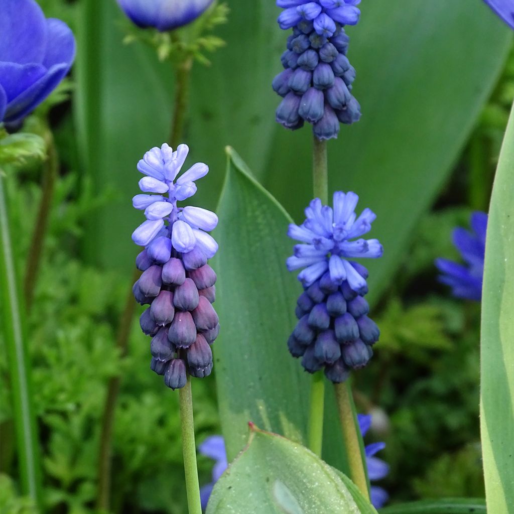 Muscari latifolium - Blauwe druifjes