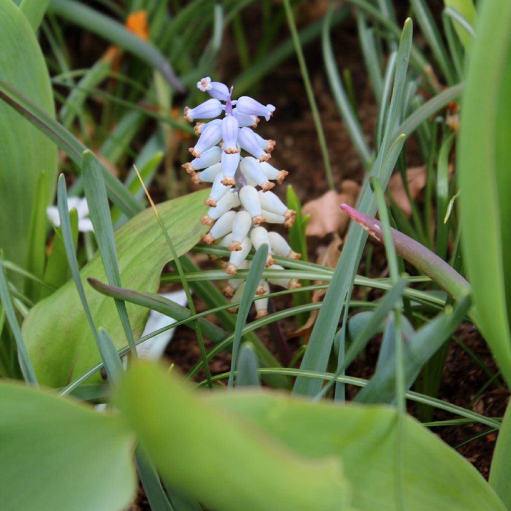 Muscari racemosum blote wortel - Blauwe druifjes