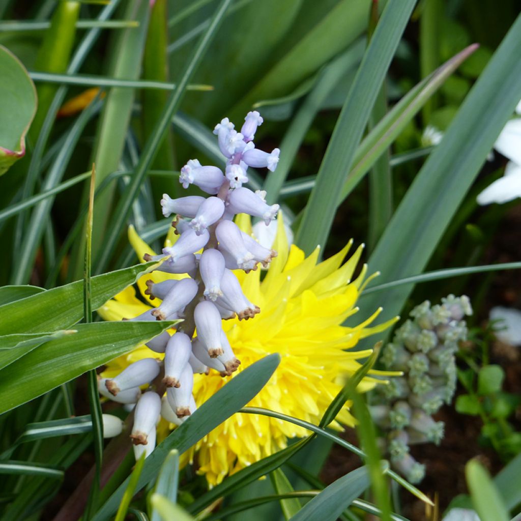Muscari racemosum blote wortel - Blauwe druifjes