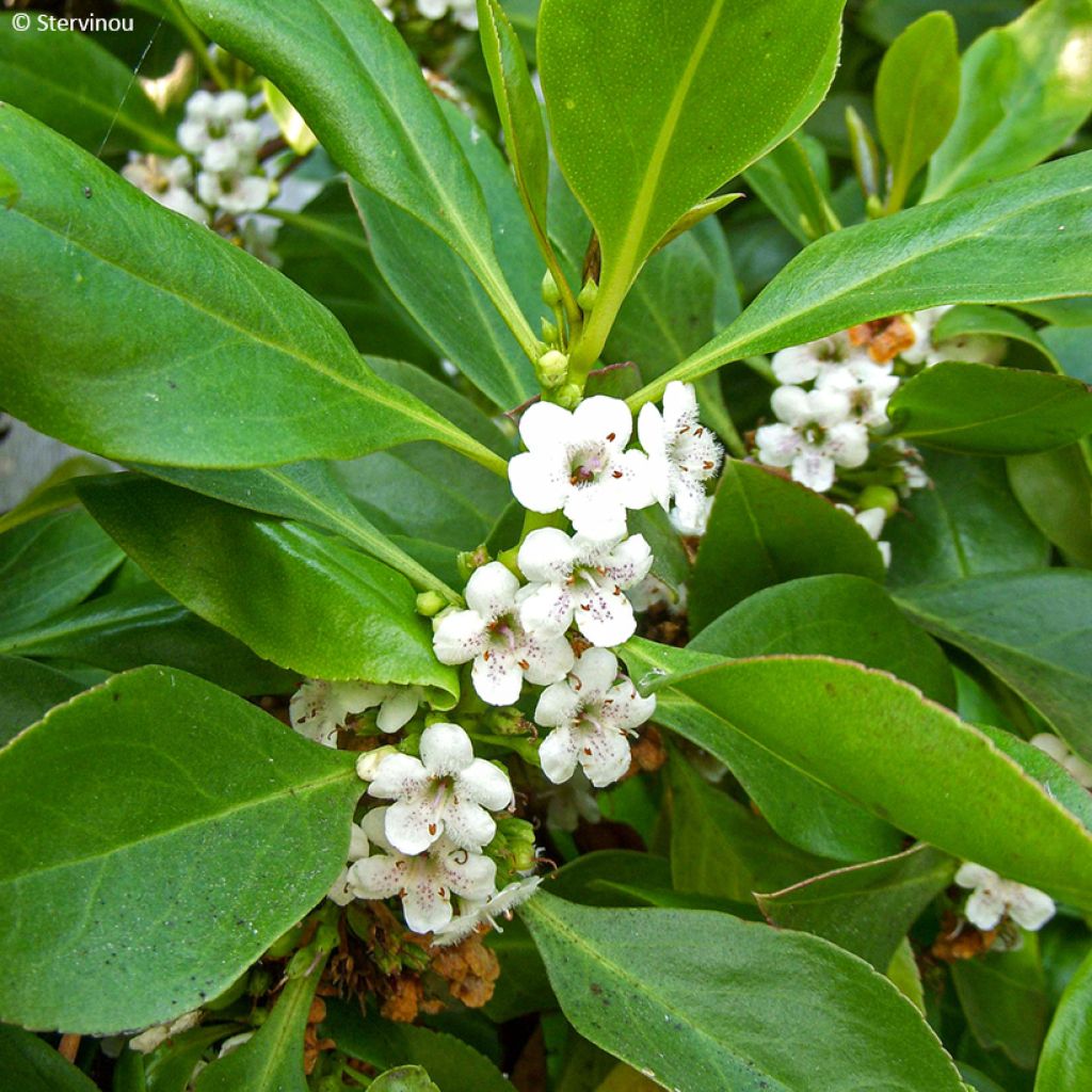 Myoporum laetum - Ngaio