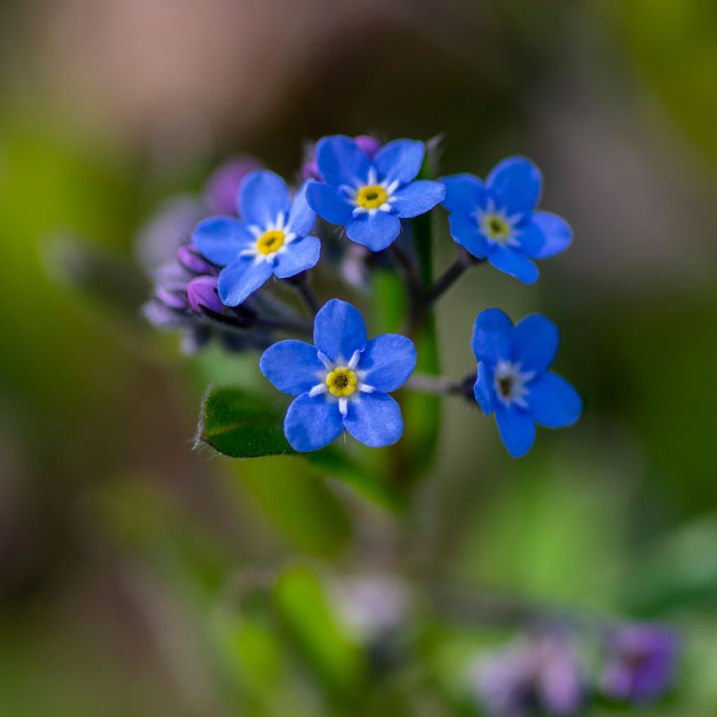 Myosotis Blue Sylva - Bosvergeet-mij-nietje