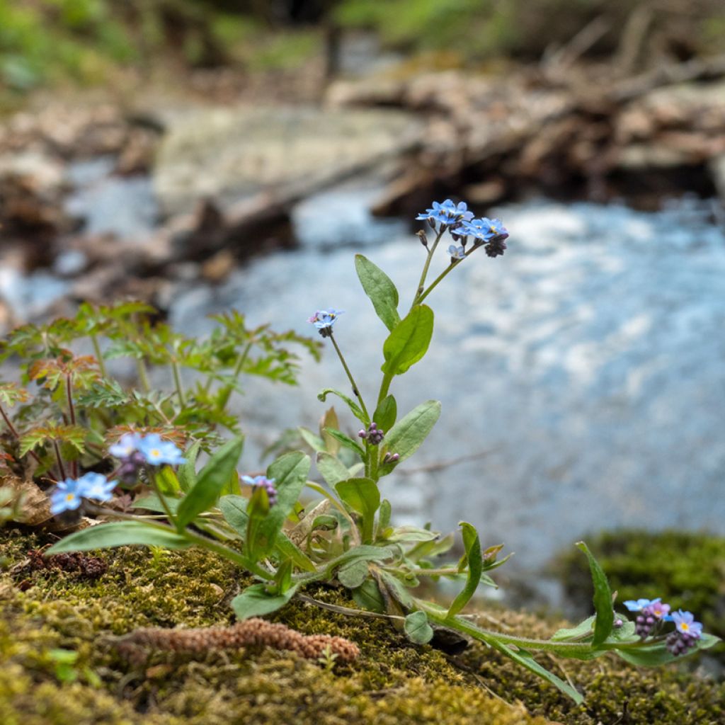 Myosotis scorpioides - Moerasvergeet-mij-nietje