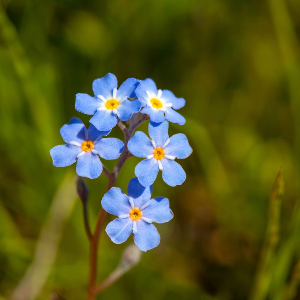 Myosotis scorpioides - Moerasvergeet-mij-nietje
