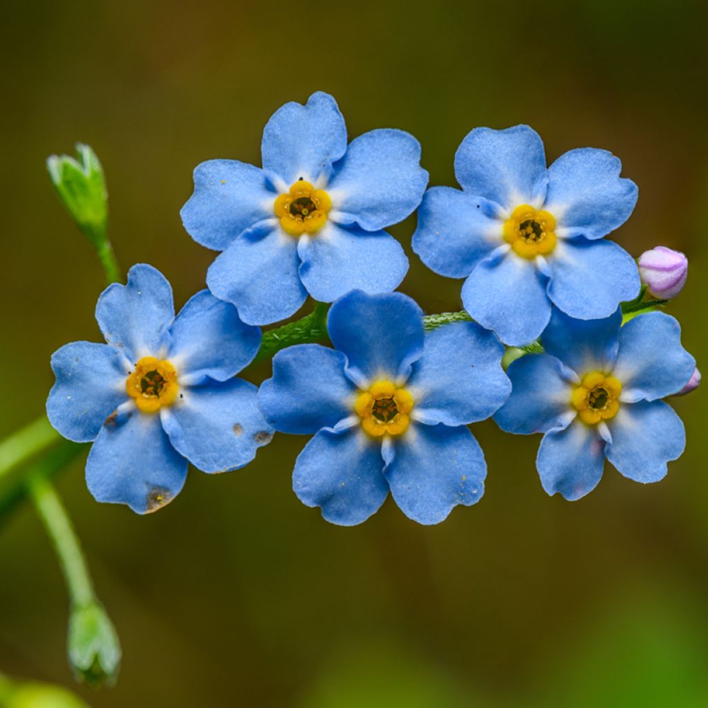 Myosotis scorpioides - Moerasvergeet-mij-nietje