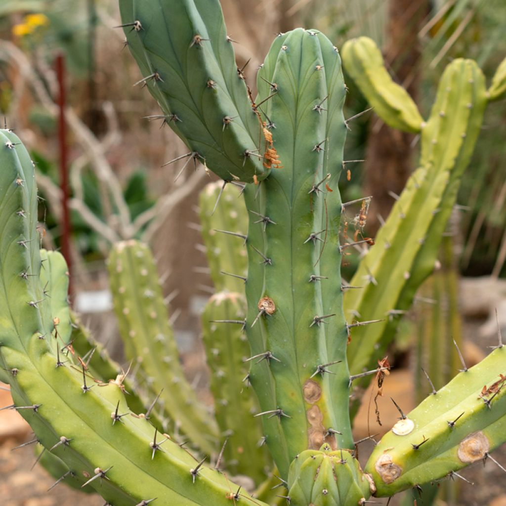 Myrtillocactus geometrizans - Blauwe kaars