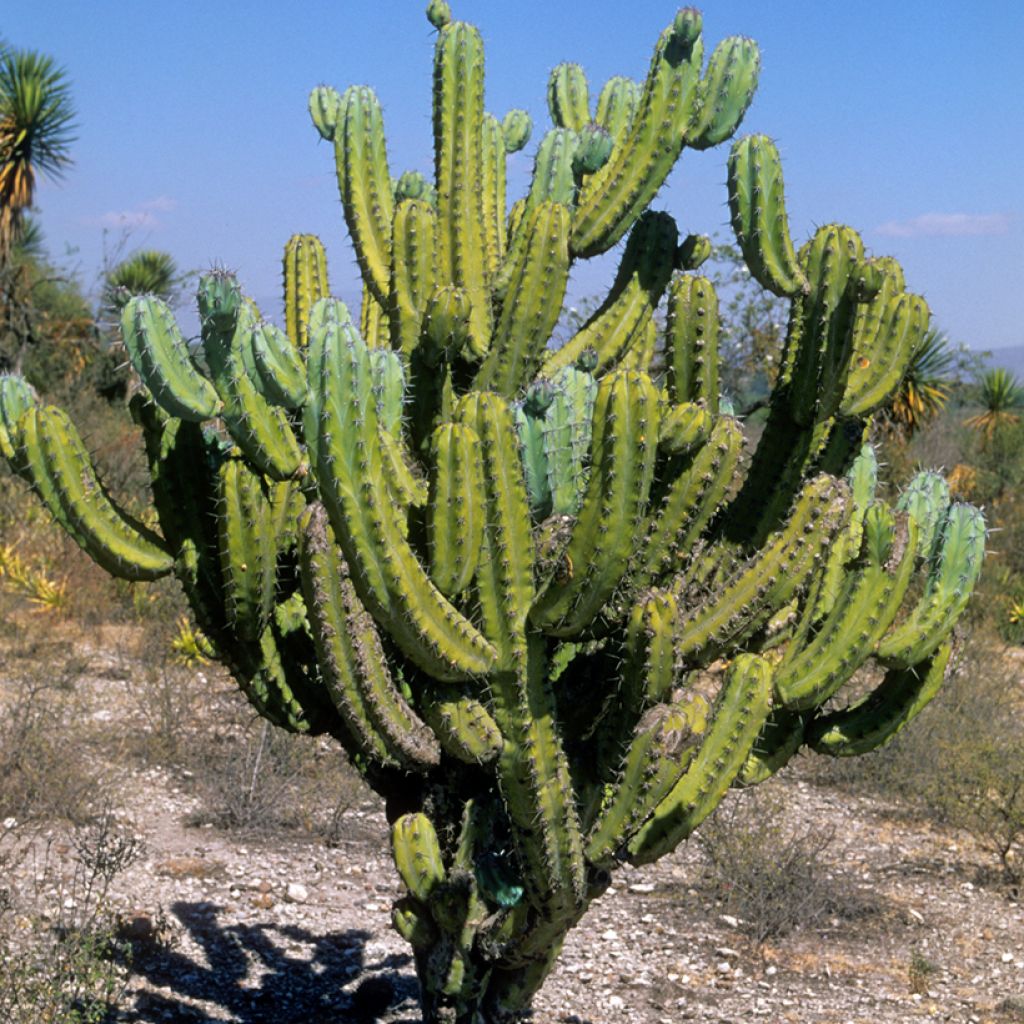 Myrtillocactus geometrizans - Blauwe kaars