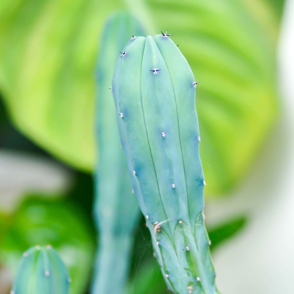 Myrtillocactus geometrizans - Blauwe kaars