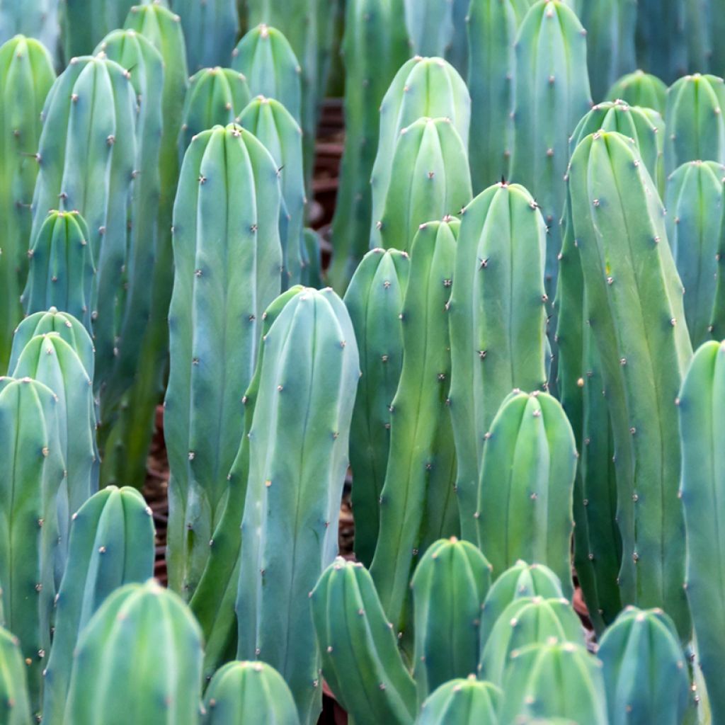 Myrtillocactus geometrizans - Blauwe kaars