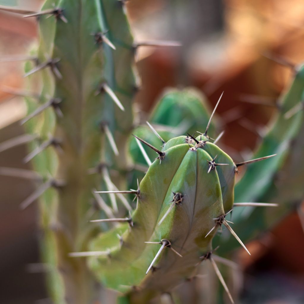 Myrtillocactus geometrizans - Blauwe kaars