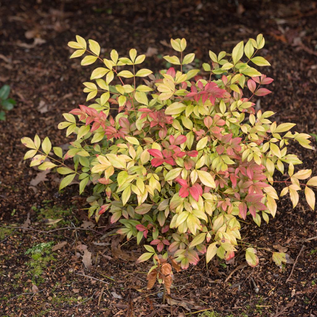 Nandina domestica Obsessed Seika - Hemelse bamboe