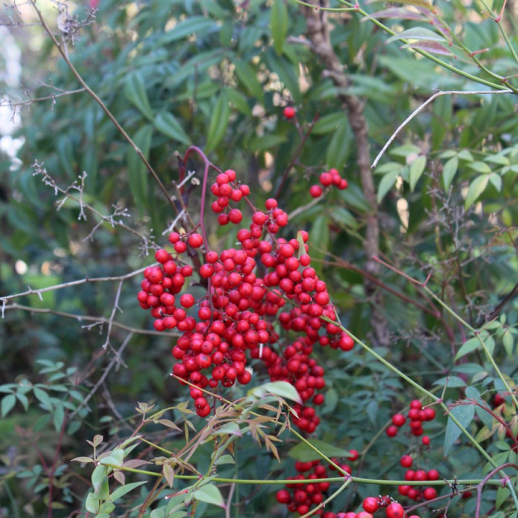 Nandina domestica - Hemelse bamboe