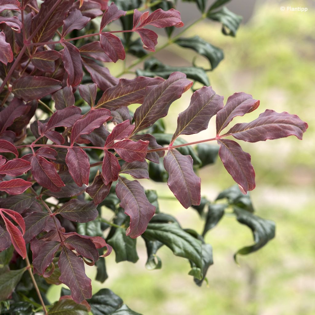 Nandina domestica Curly Obsessed - Hemelse bamboe