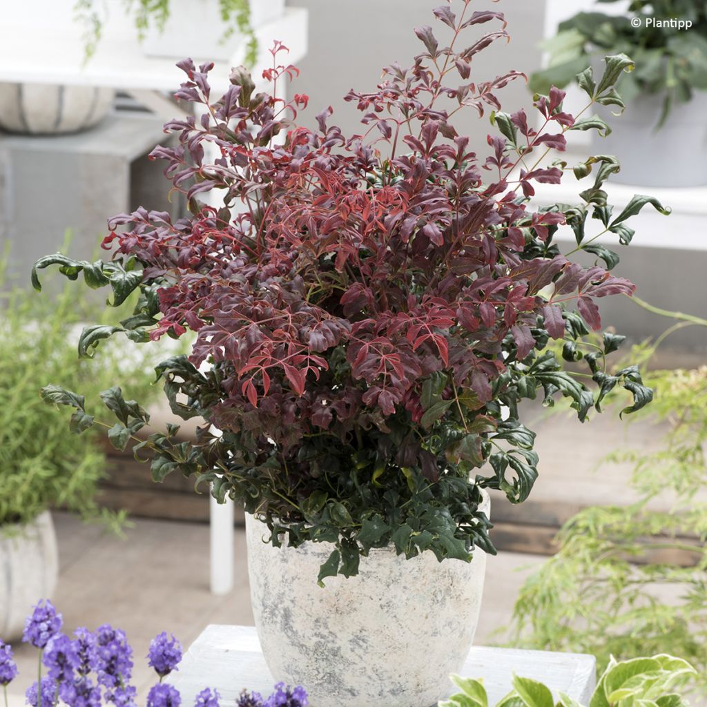 Nandina domestica Curly Obsessed - Hemelse bamboe