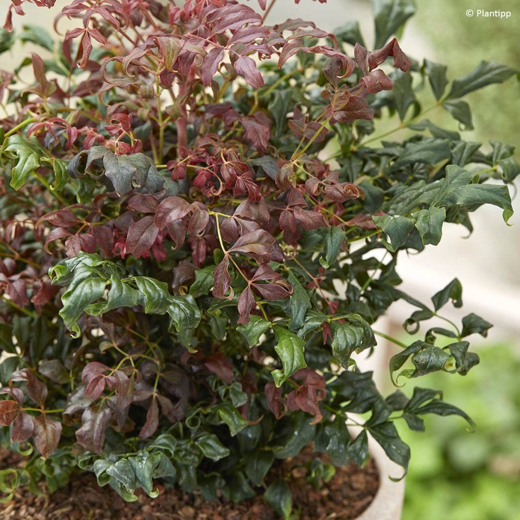 Nandina domestica Curly Obsessed - Hemelse bamboe