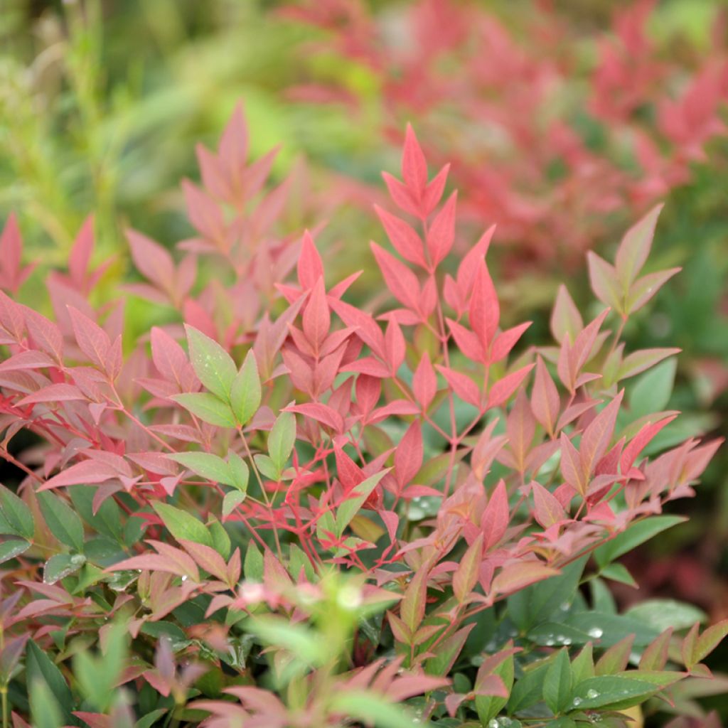Nandina domestica Magical Sunrise - Hemelse bamboe