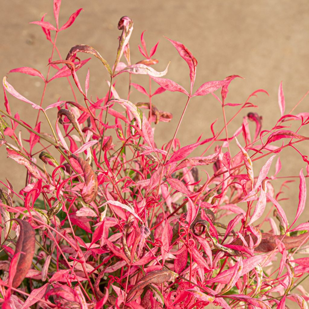 Nandina domestica Pretty Flamingo - Hemelse bamboe