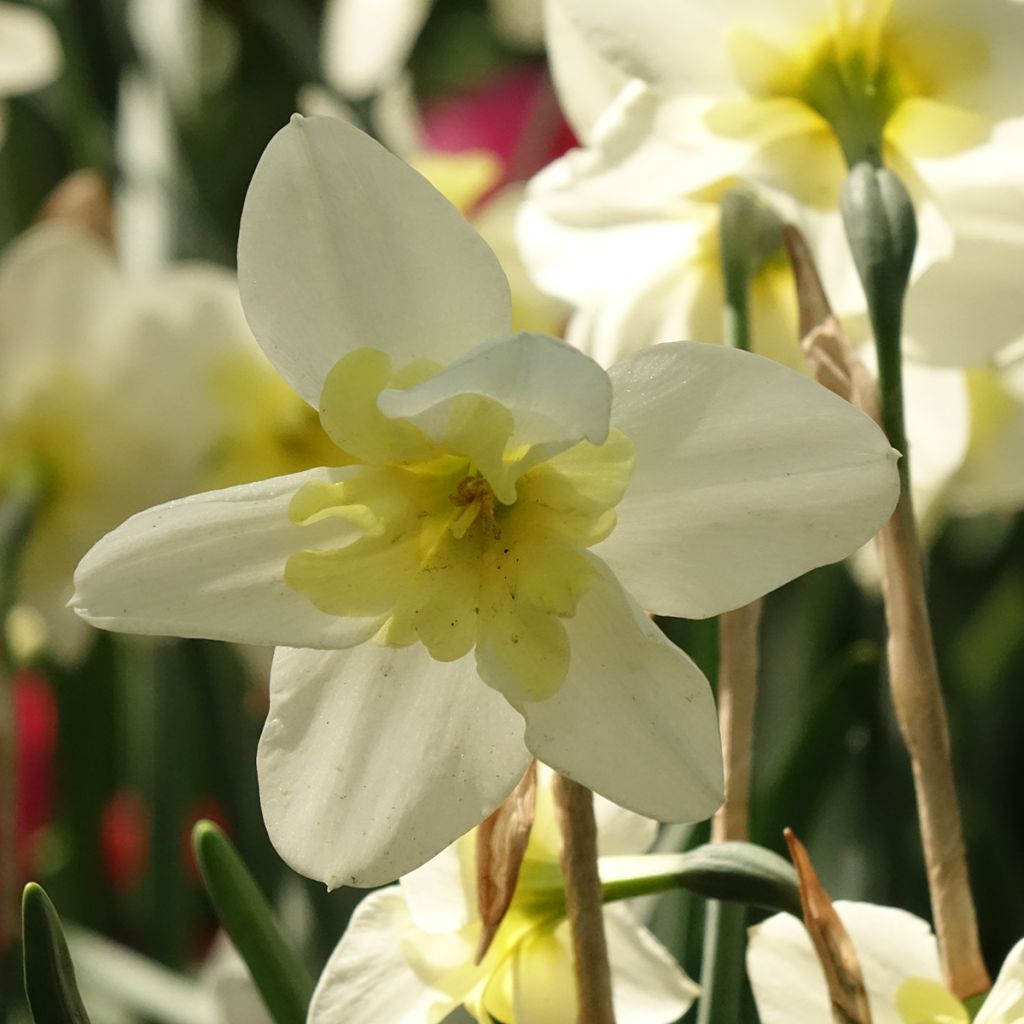 Narcissus Bella Estrella - sSpleetkronige narcis