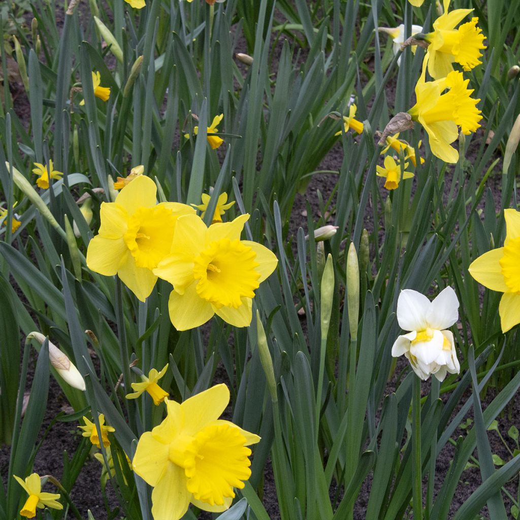 Narcissus Dutch Master - Grootkronige narcis
