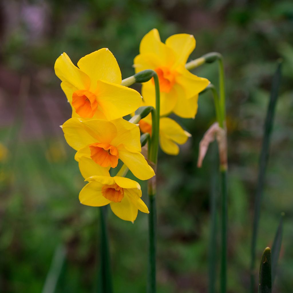 Narcissus Grand Soleil d Or - Tazetta-narcis