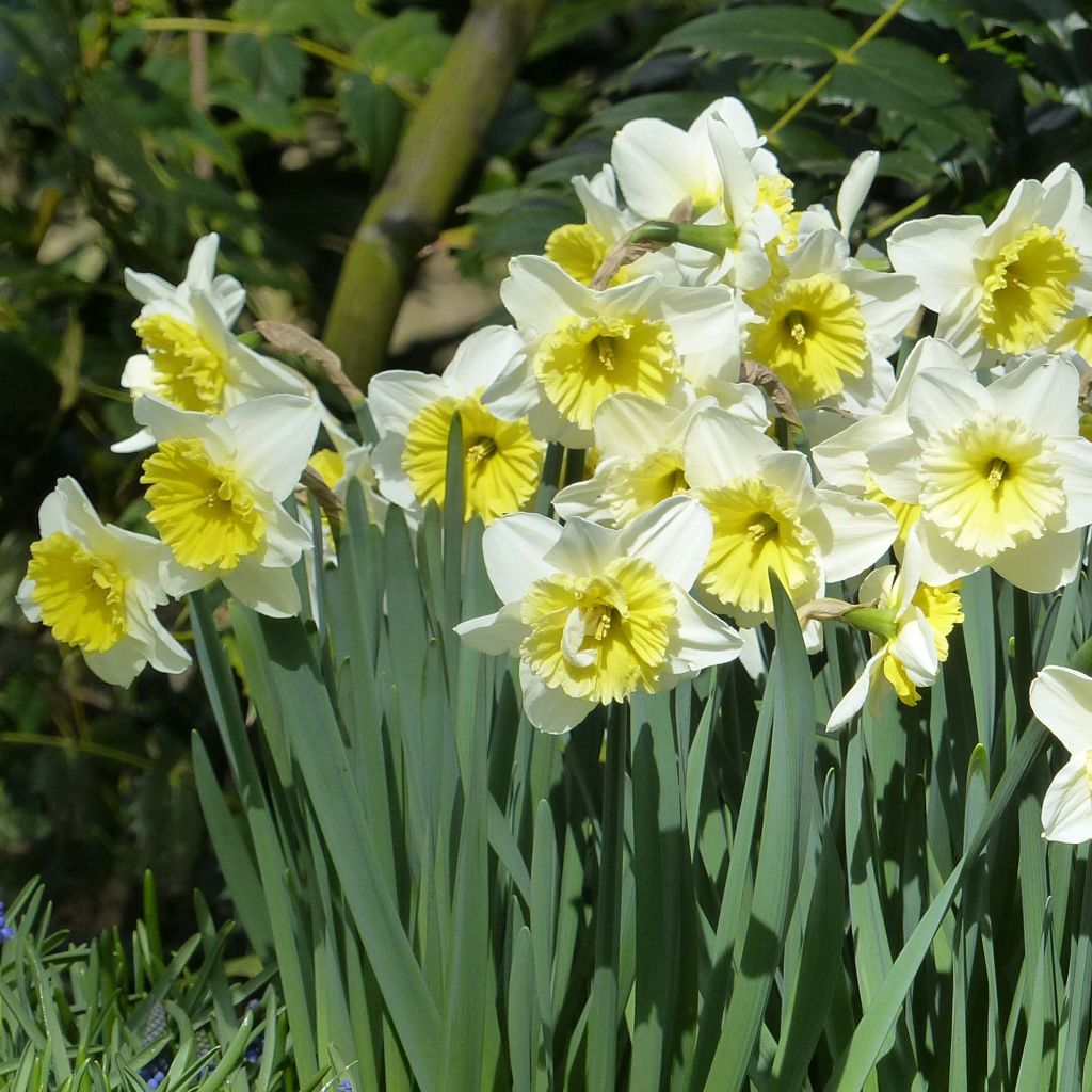 Narcissus Ice Follies - Narcis