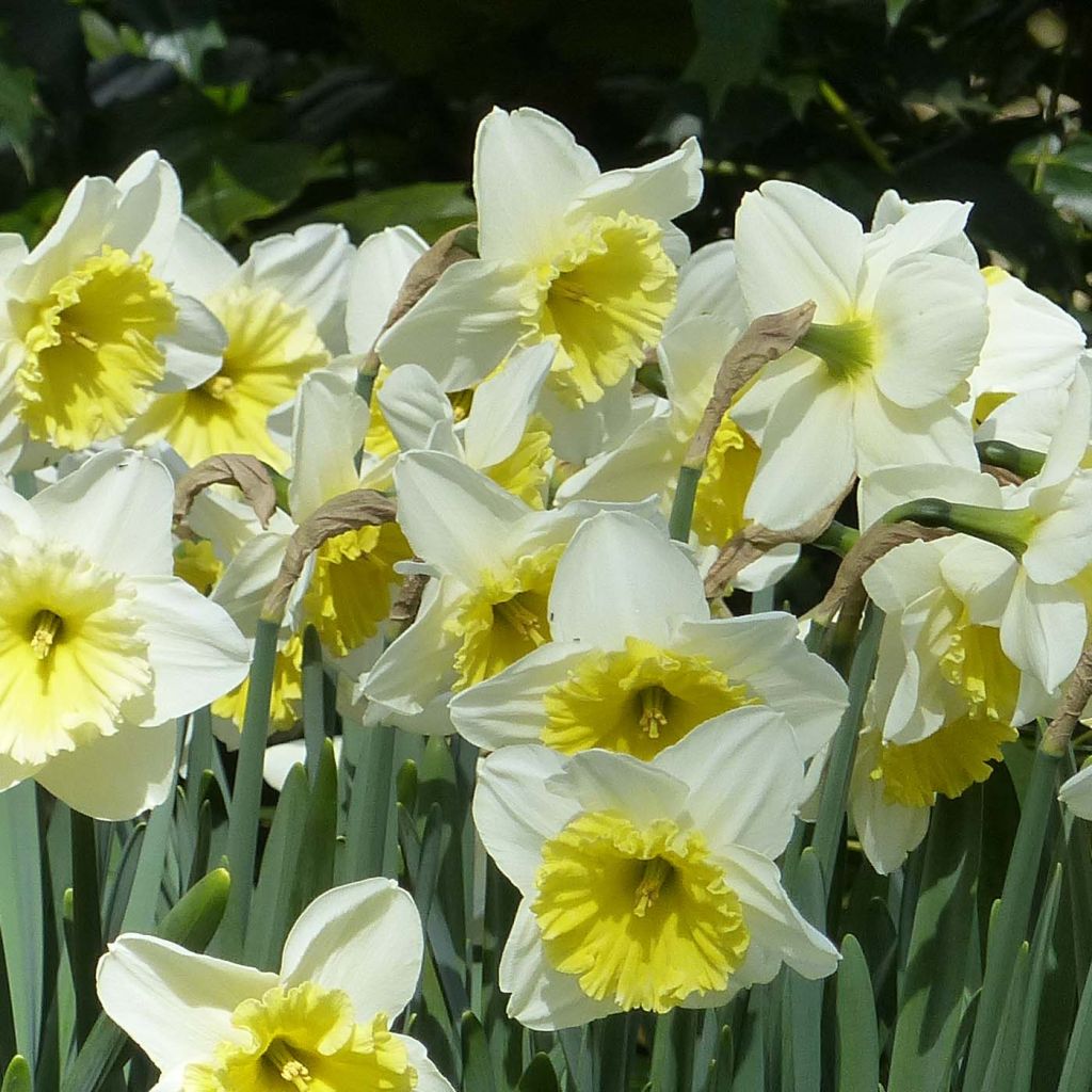 Narcissus Ice Follies - Narcis