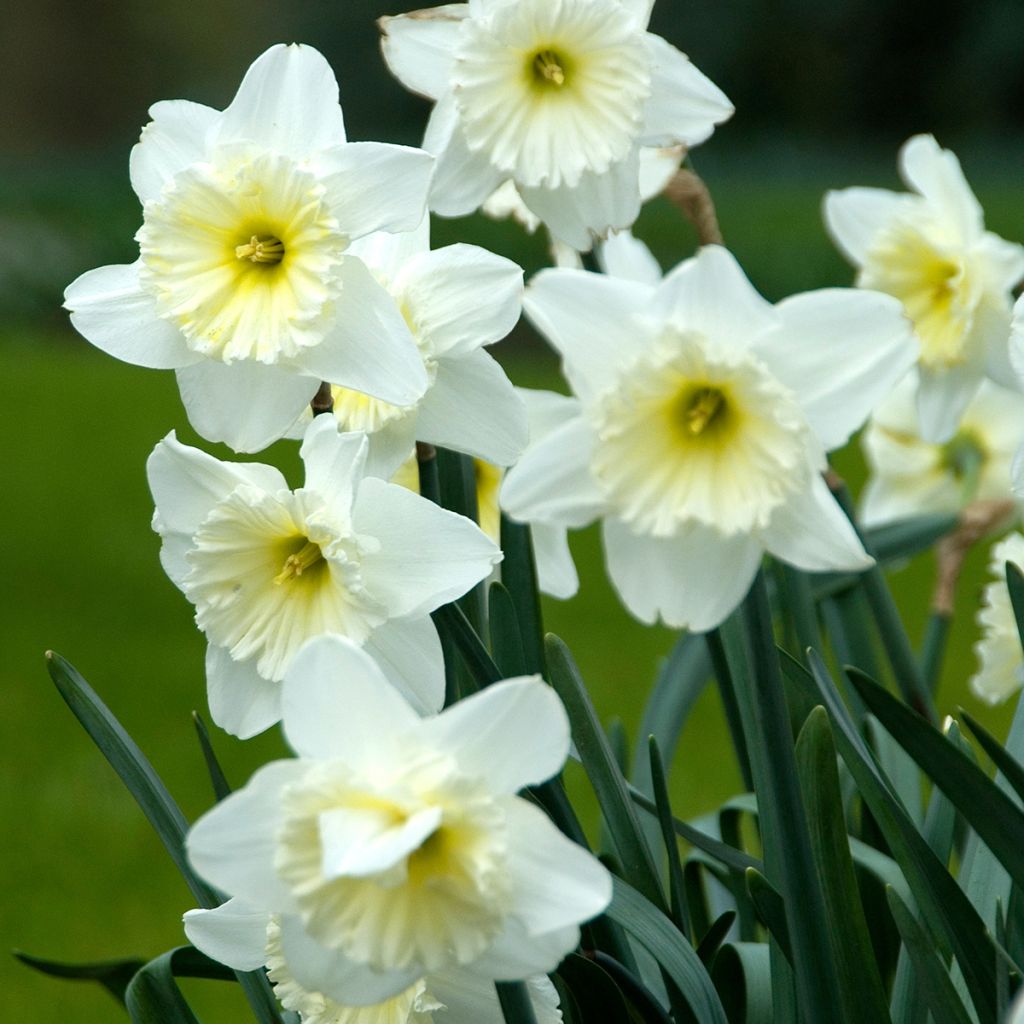 Narcissus Ice Follies - Narcis