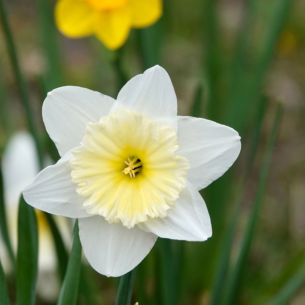 Narcissus Ice Follies - Narcis