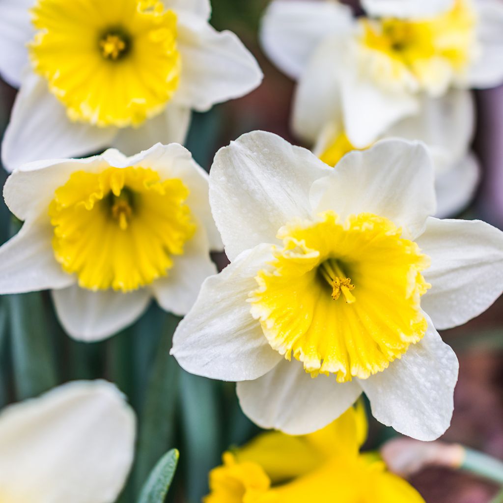 Narcissus Ice Follies - Narcis