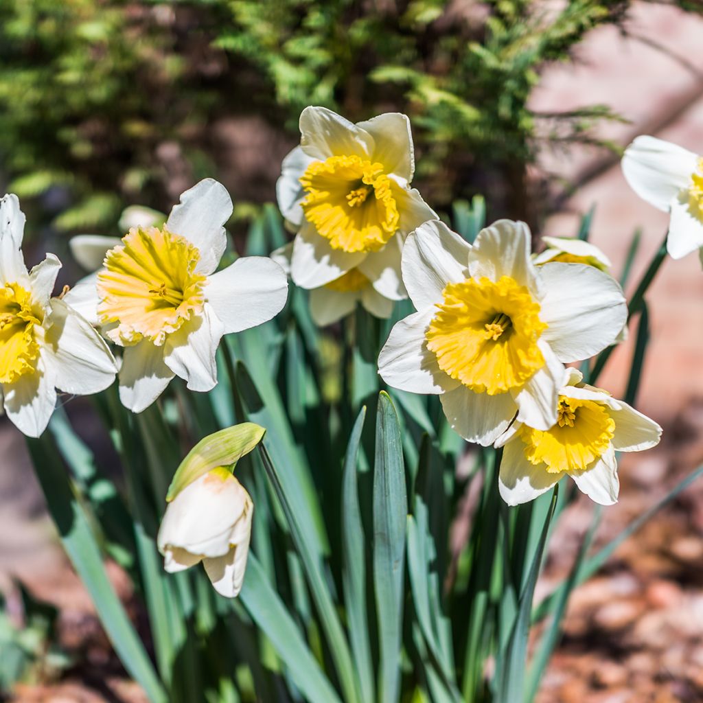 Narcissus Ice Follies - Narcis