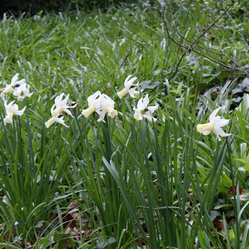 Narcissus Lemon Drops - Triandrus-narcis