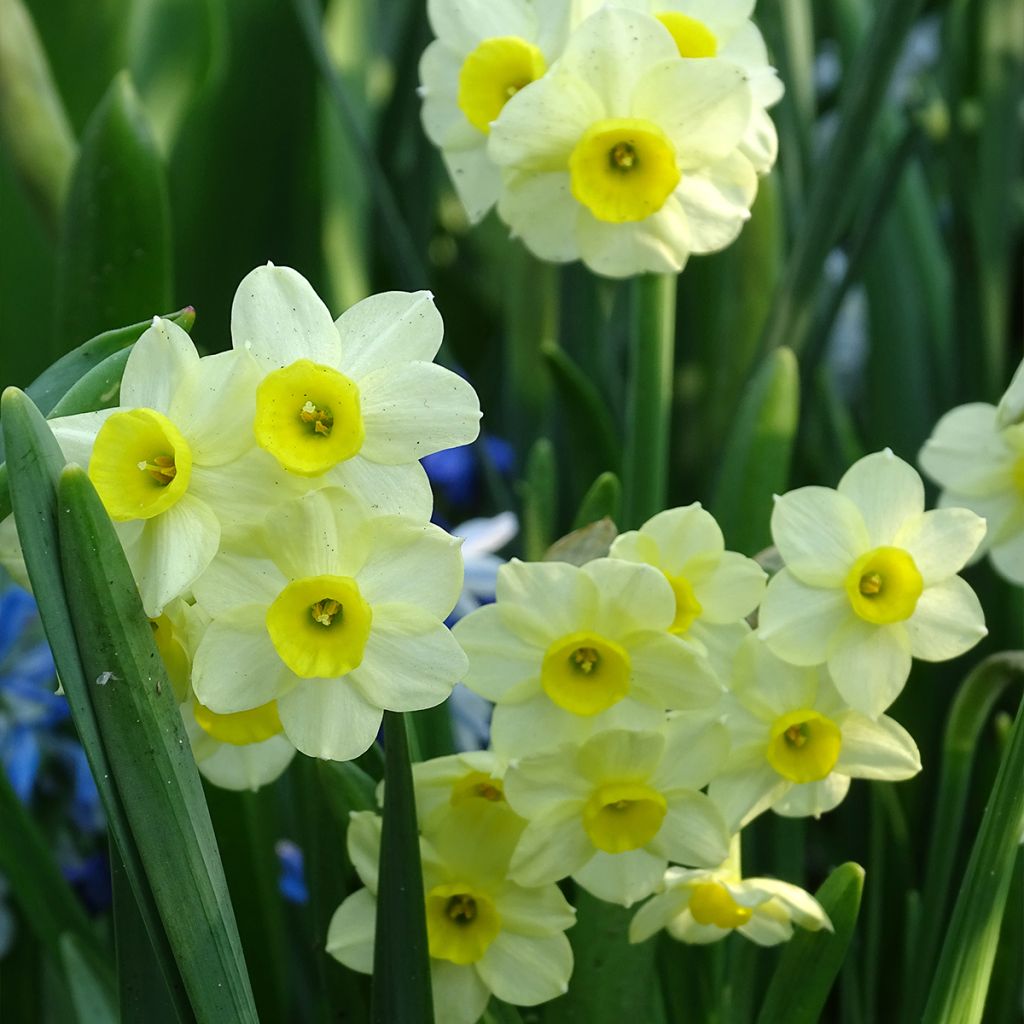 Narcissus Minnow - Dwergnarcis