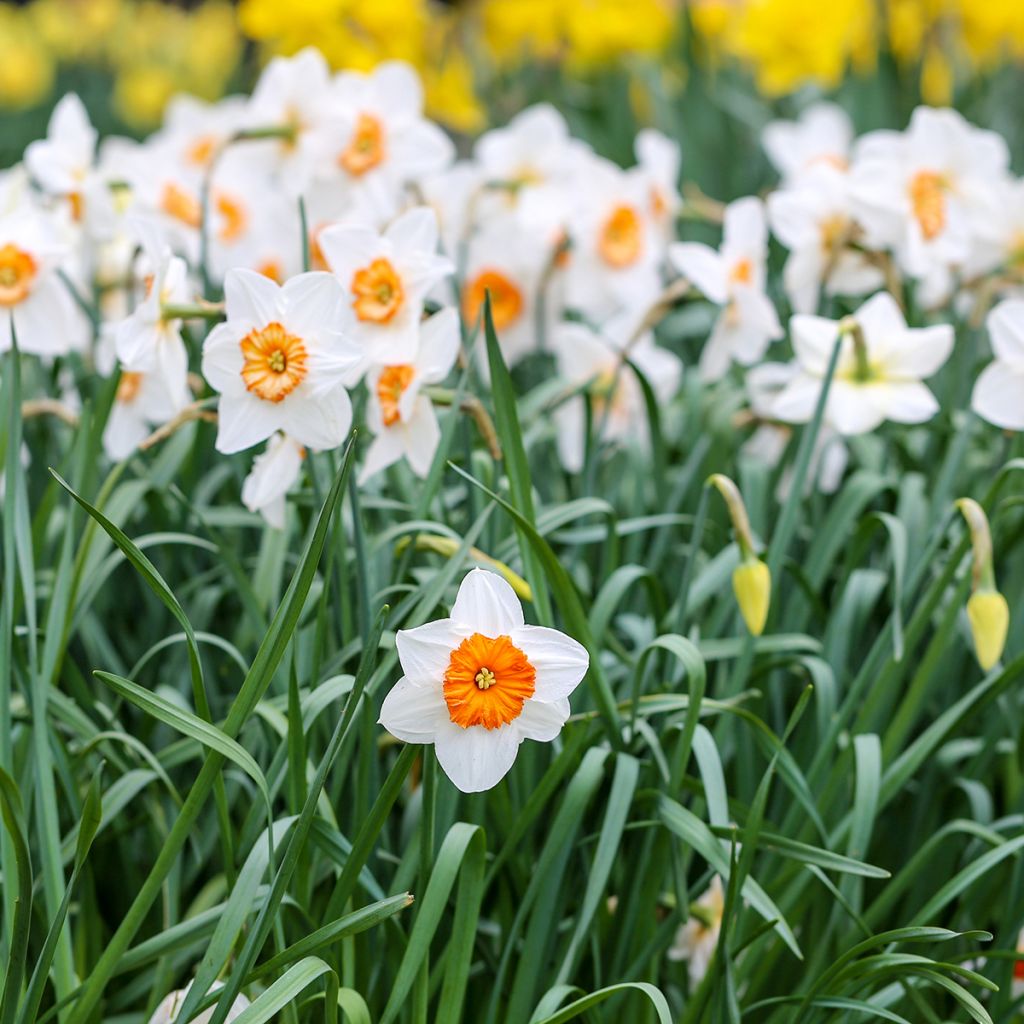 Narcissus Professor Einstein - Grootkronige narcis