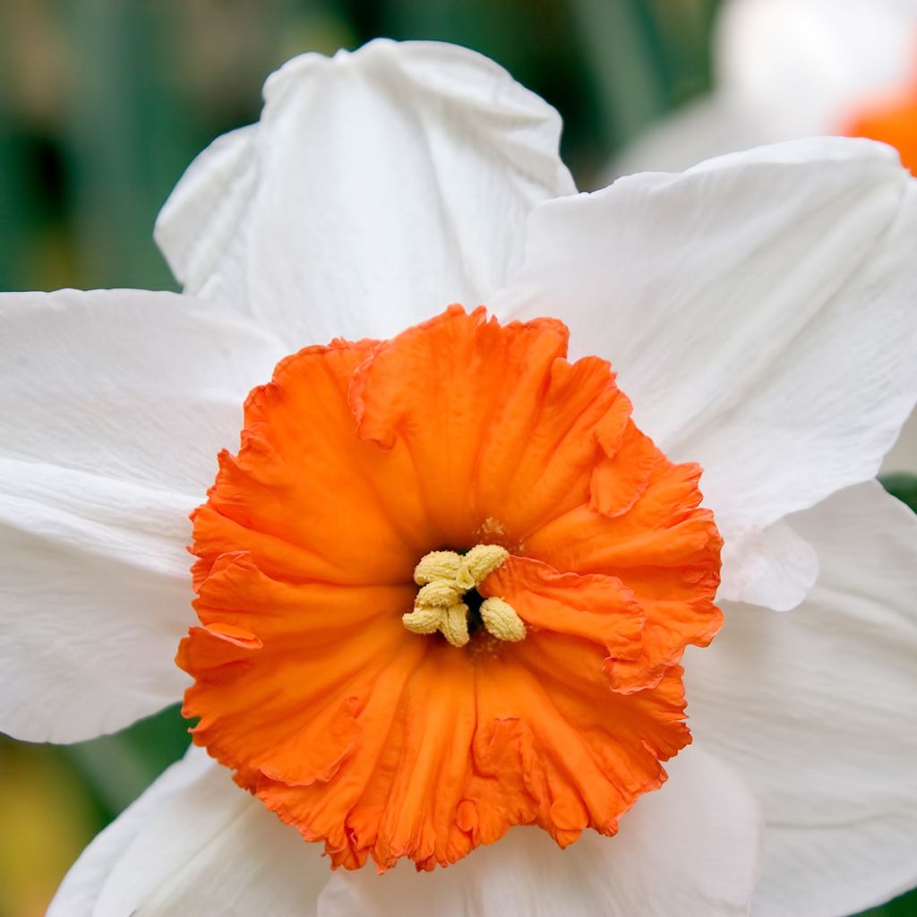 Narcissus Professor Einstein - Grootkronige narcis