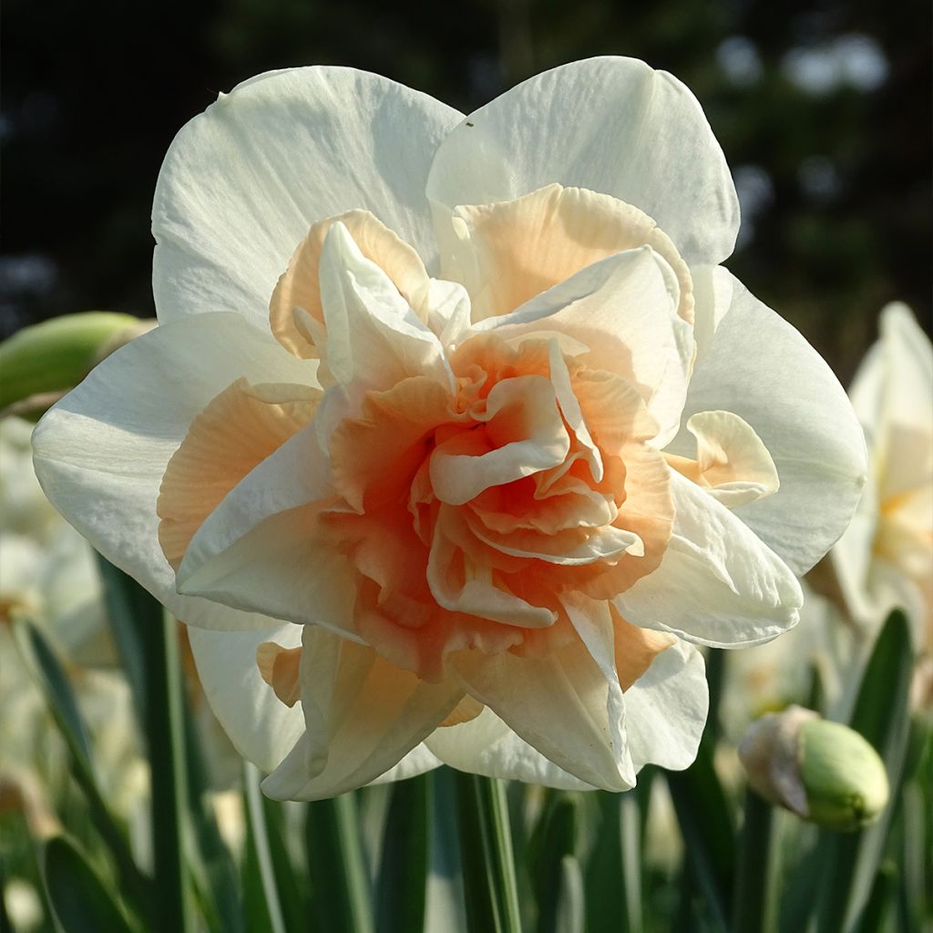 Narcissus Replete - Dubbele narcis