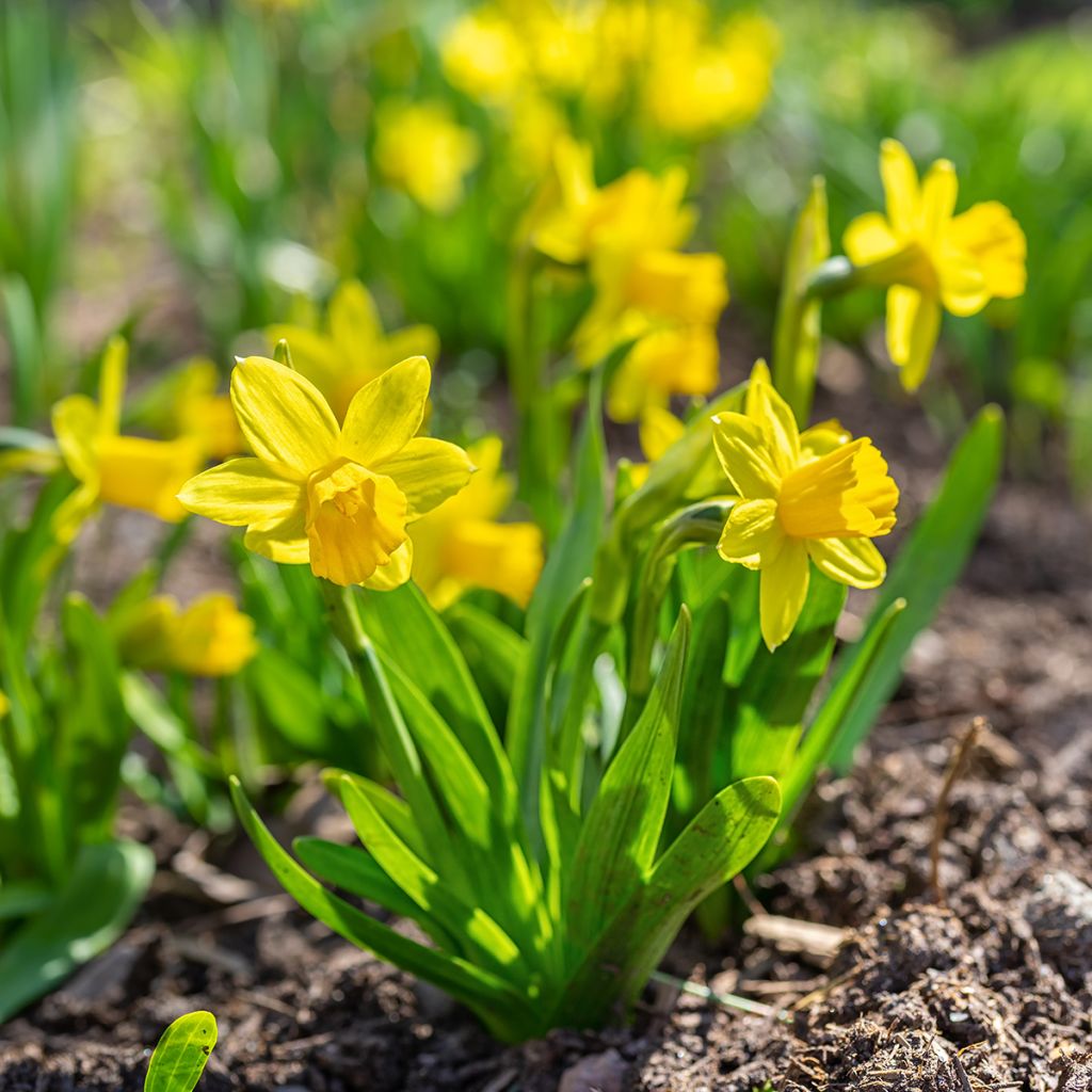 Narcissus cyclamineus Tête à Tête - Dwergnarcis