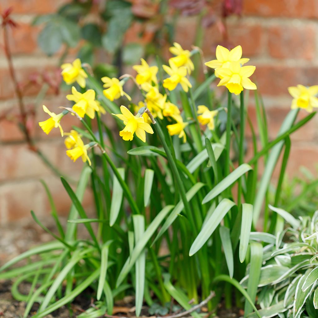 Narcissus cyclamineus Tête à Tête - Dwergnarcis