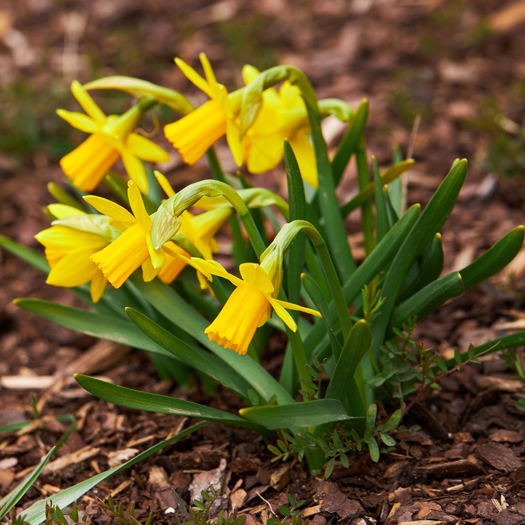 Narcissus cyclamineus Tête à Tête - Dwergnarcis