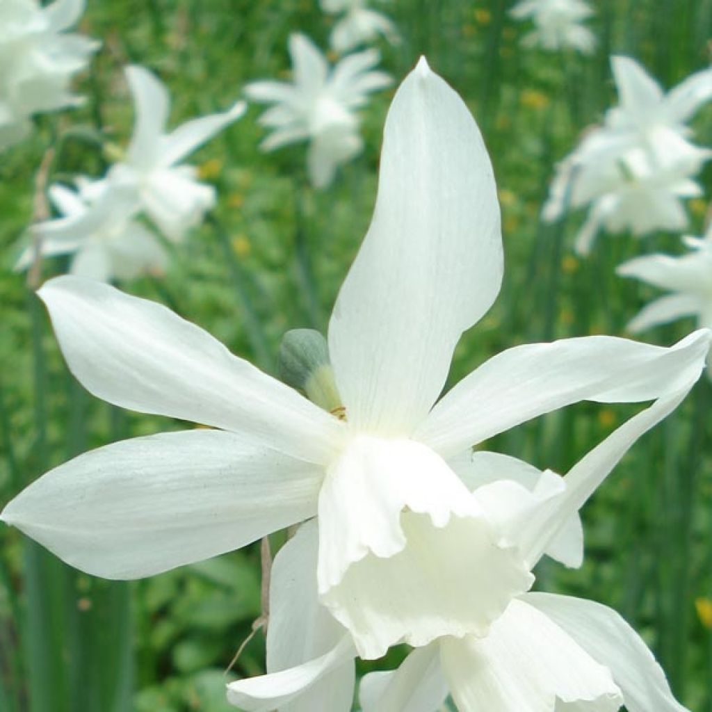 Narcissus Thalia - Triandrus-narcis