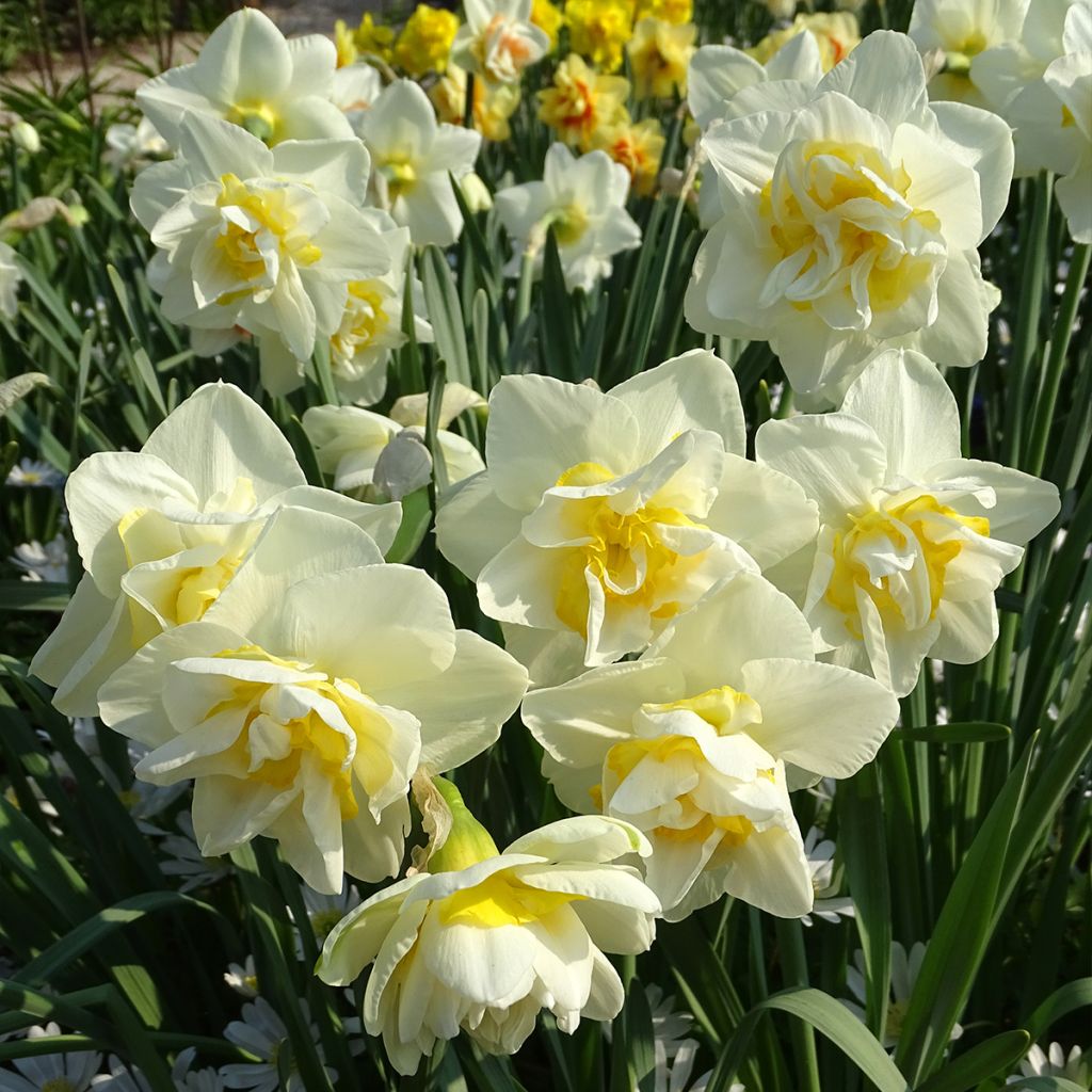 Narcissus White Lion - Narcis dubbel