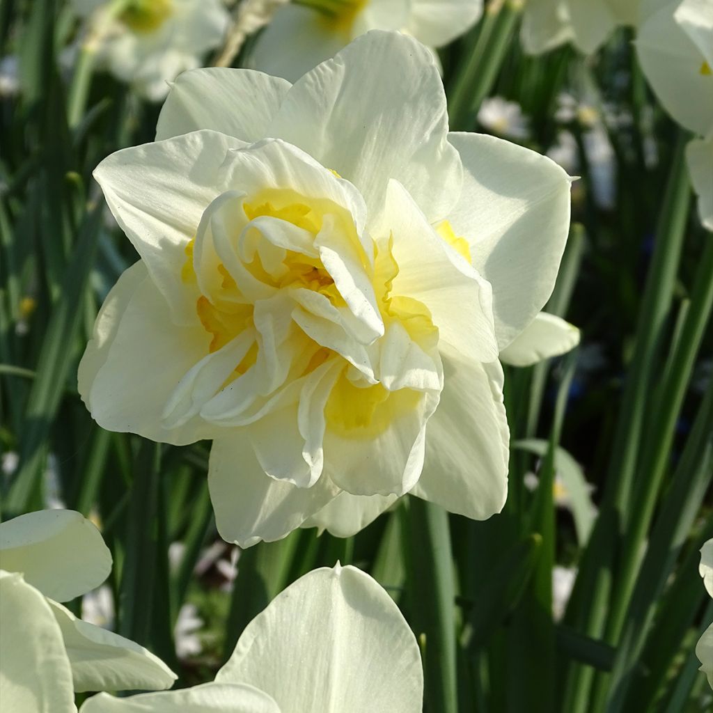 Narcissus White Lion - Narcis dubbel