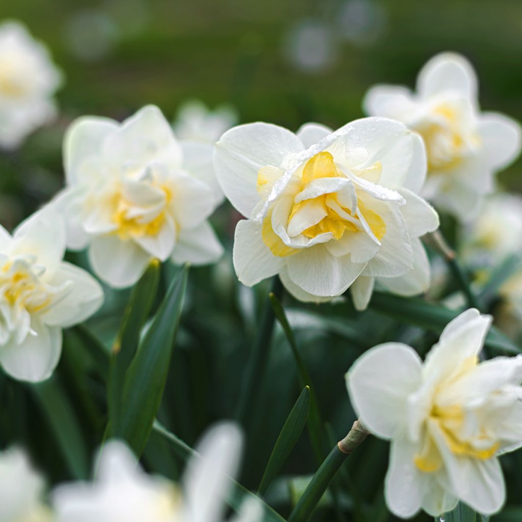 Narcissus White Lion - Narcis dubbel