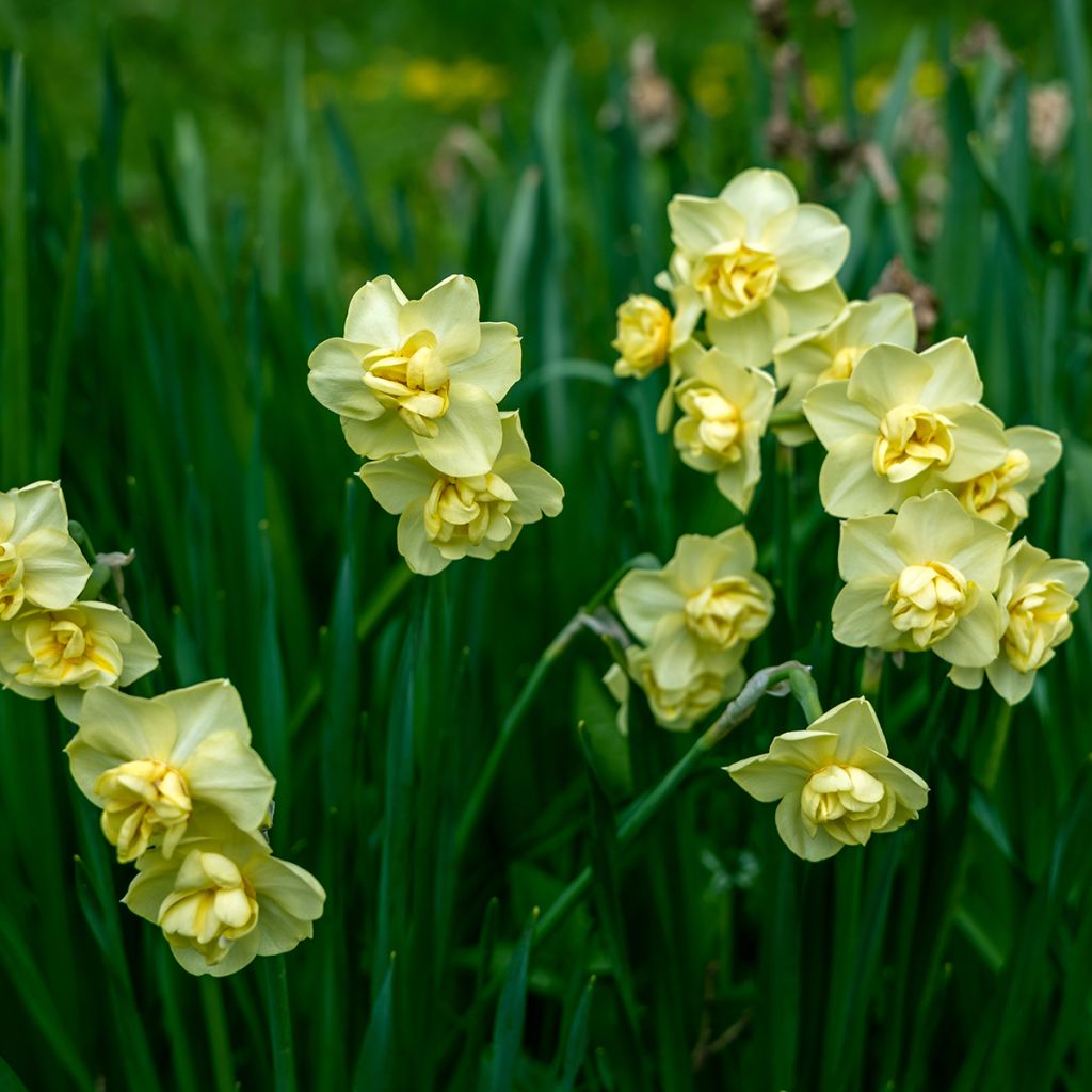 Narcissus Yellow Cheerfulness - Narcis dubbel