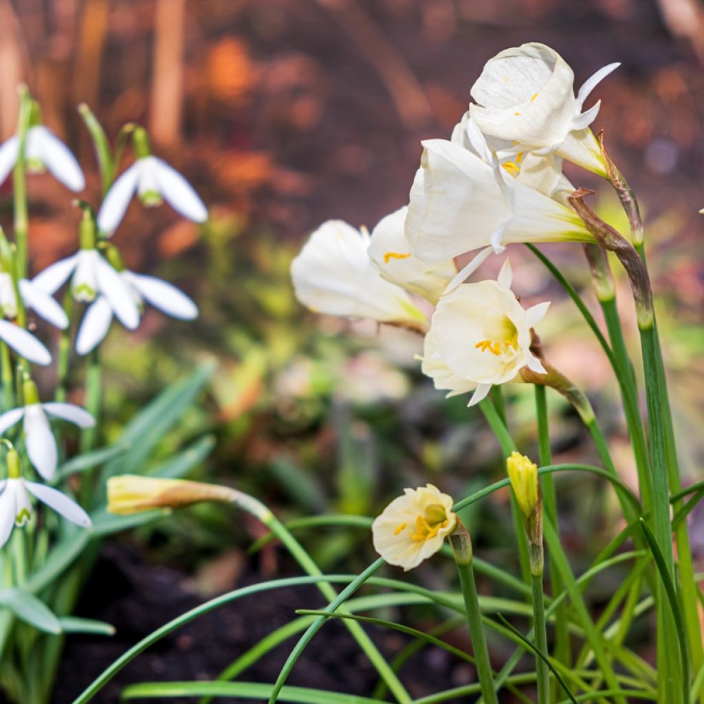 Narcissus Arctic Bells - Bolbuikige Narcis